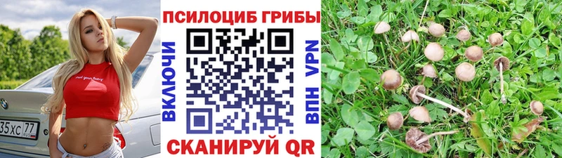 купить   Ярославль  Псилоцибиновые грибы Cubensis 